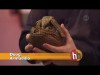 Embedded thumbnail for Armadillo