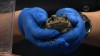 Embedded thumbnail for Marine Toad
