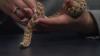 Embedded thumbnail for Hognose Snake