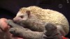 Embedded thumbnail for Hedgehog