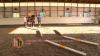 Embedded thumbnail for Equine Assisted Therapy