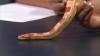 Embedded thumbnail for Corn Snake