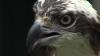 Embedded thumbnail for Osprey