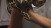 Embedded thumbnail for Burmese Python