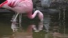 Embedded thumbnail for Flamingos