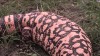 Embedded thumbnail for Gila Monster 