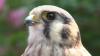 Embedded thumbnail for American Kestrel