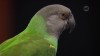 Embedded thumbnail for Senegal Parrot